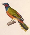 western wattled cuckooshrike, Ghana cuckooshrike (Lobotos lobatus)