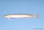 Misgurnus anguillicaudatus (pond loach, Oriental weatherfish)