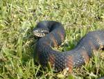 Florida banded water snake (Nerodia fasciata pictiventris)