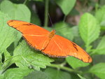 Dryas iulia, Julia butterfly