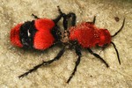 Dasymutilla occidentalis (red velvet ant, eastern velvet ant)