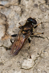 Xylota segnis (hoverfly)