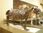 Megalocnus rodens (ground sloth, skeleton)