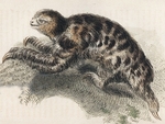 pygmy three-toed sloth, dwarf sloth (Bradypus pygmaeus)