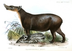 Baird's tapir, Central American tapir (Tapirus bairdii)