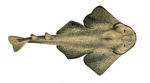 Squatina squatina (angelshark, monkfish)