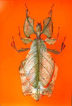 Phyllium giganteum (leaf insect)
