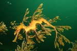 leafy seadragon, Glauert's seadragon (Phycodurus eques)