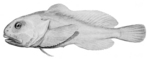 blobfish (Psychrolutes marcidus)