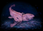 blobfish (Psychrolutes marcidus)