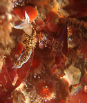 Phidiana hiltoni (sea slug)