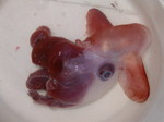 Grimpoteuthis discoveryi (dumbo octopus)