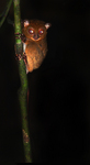Horsfield's tarsier, western tarsier (Cephalopachus bancanus)