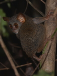 Siau Island tarsier (Tarsius tumpara)
