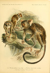 Sangihe tarsier (Tarsius sangirensis)