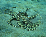mimic octopus (Thaumoctopus mimicus)