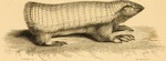 pink fairy armadillo, pichiciego (Chlamyphorus truncatus)