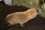 Mechow's mole-rat (Fukomys mechowii)