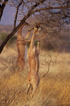 gerenuk, giraffe gazelle (Litocranius walleri)