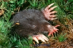 star-nosed mole (Condylura cristata)