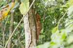 Sunda flying lemur, Malayan colugo (Galeopterus variegatus)