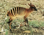zebra duiker (Cephalophus zebra)