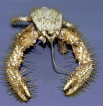 Kiwa hirsuta (yeti crab)