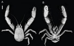 Kiwa puravida (yeti crab)