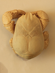 Kiwa tyleri (Hoff crab)