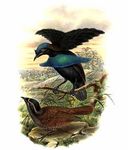 superb bird-of-paradise (Lophorina superba)
