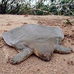 Cantor's giant softshell turtle (Pelochelys cantorii)
