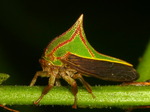 Umbonia spinosa (thorn bug, treehopper)