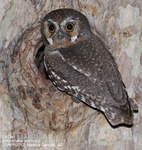 elf owl (Micrathene whitneyi)