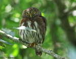 Tamaulipas pygmy owl (Glaucidium sanchezi)