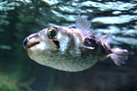 Diodon nicthemerus (slender-spined porcupine fish, globefish)