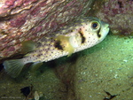 Dicotylichthys punctulatus, Three-barred porcupinefish