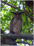 spot-bellied eagle-owl, forest eagle-owl (Bubo nipalensis)