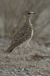 double-banded courser (Smutsornis africanus)
