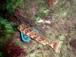 Chelidonichthys capensis, Cape gurnard