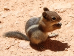golden-mantled ground squirrel (Callospermophilus lateralis)