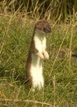 short-tailed weasel, stoat (Mustela erminea)