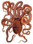 Callistoctopus macropus, Atlantic white-spotted octopus