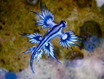 Glaucus atlanticus (blue dragon, blue sea slug)