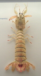 Squilla mantis (mantis shrimp)