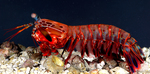 Odontodactylus scyllarus (peacock mantis shrimp) female