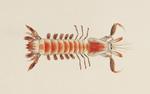 Parasquilla haani (mantis shrimp)