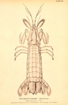 Squilla empusa (mantis shrimp)