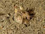 Lysiosquilla tredecimdentata (spearing mantis shrimp)