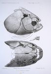 Piaractus brachypomus (pirapitinga, red-bellied pacu)