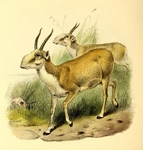 saiga antelope (Saiga tatarica)